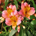 ALSTROMERIA x4 Cod.8491X