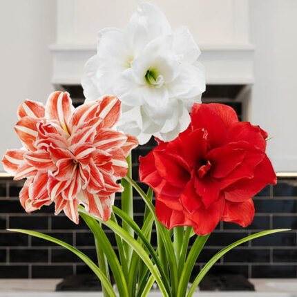 AMARYLLIS x2 Art.8172X