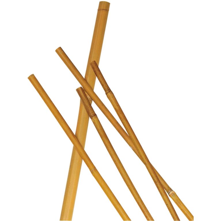 CANNA BAMBOO H. 75 D. 8/10 PZ. 10