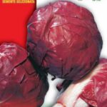 CICORIA ROSSA VERONA Magnum gr 50