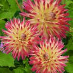 DAHLIA SELVATICA x2 Art.8490X
