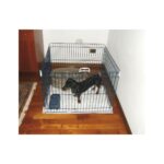 DOG TRAINING RECINTO Nero