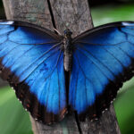 FARFALLA