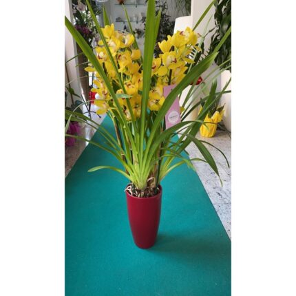 FIORI CIMBIDIUM x7 Cod.7274
