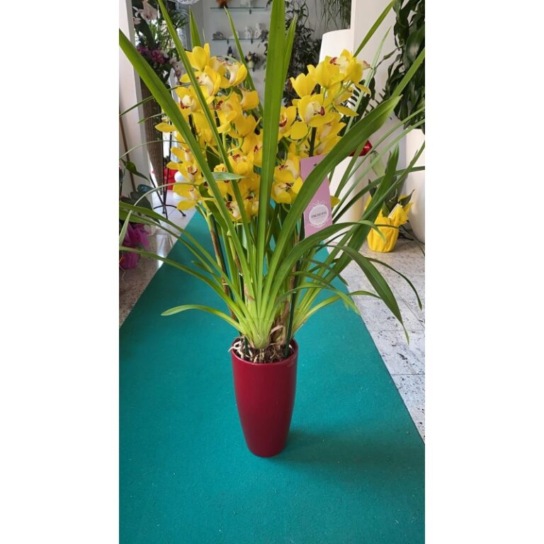 FIORI CIMBIDIUM x7 Cod.7274