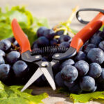 FORBICE SPECIALE VENDEMMIA 19