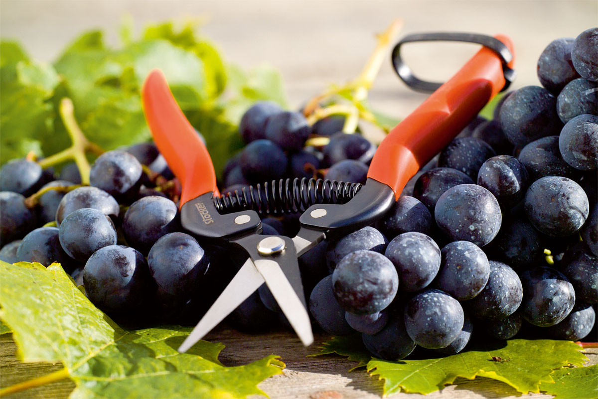 FORBICE SPECIALE VENDEMMIA 19 FORBICE SPECIALE VENDEMMIA 19