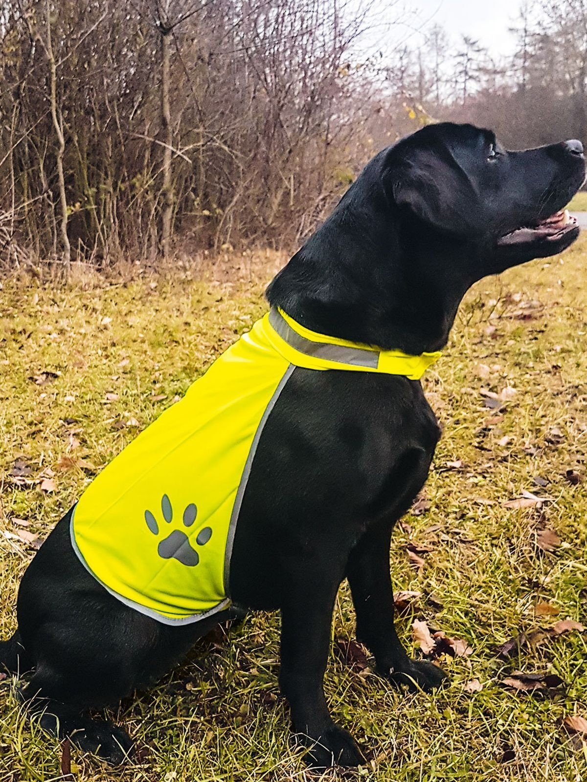 GILET x CANI KTH Giallo Fluo Tg.L GILET x CANI KTH Giallo Fluo Tg.L