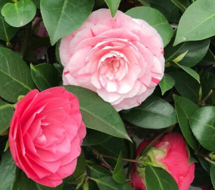 ORCHIDEA CAMELIA ROSE Cod.8621X