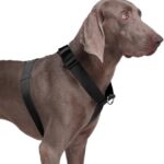 PETTORINA CHAMPION XL Grigio Scuro