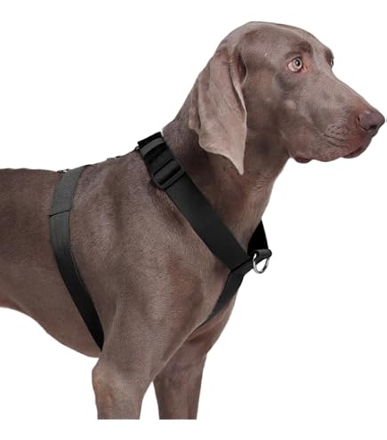 PETTORINA CHAMPION XL Grigio Scuro