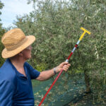 RASTRELLO OLIVE M/Lungo c/Gancio