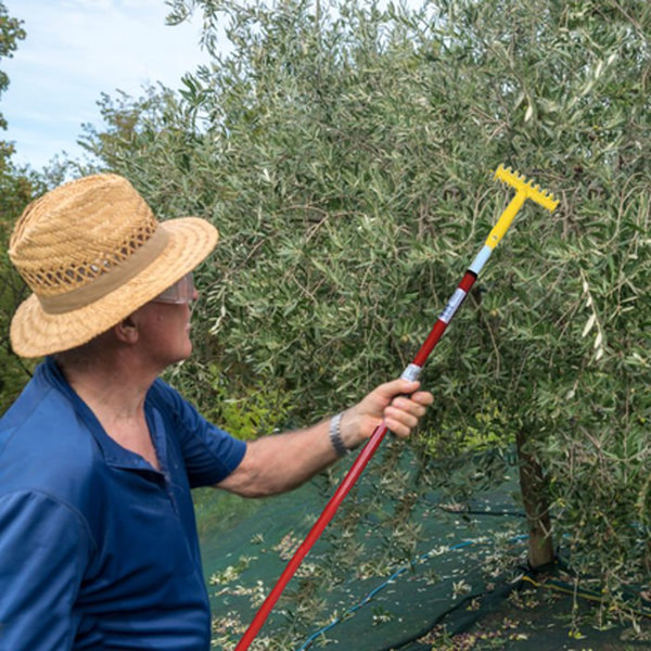 RASTRELLO OLIVE M/Lungo c/Gancio