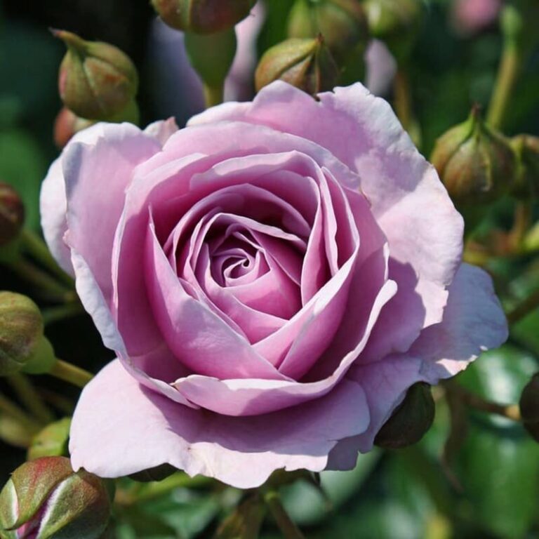 ROSA CESPUGLIO Cod.8535X