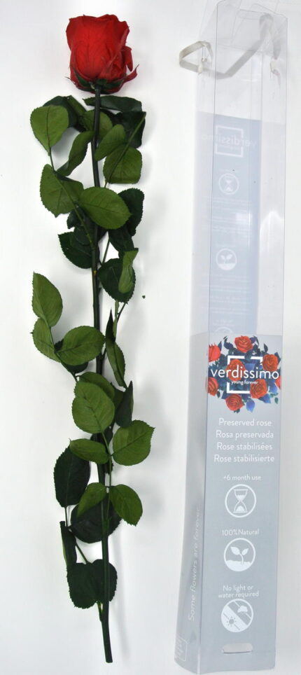 ROSA SINGOLA H.54 D.12cm Cod.9755
