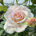 ROSA SWEET H.52 D.9cm Cod.9372X