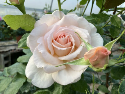 ROSA SWEET H.52 D.9cm Cod.9372X