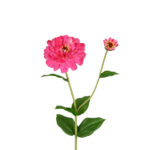 ZINNIA STEM Cod.8965X